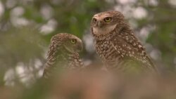 Two spotted owls perch on leafy branches, then one flies away. Stock Footage