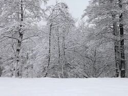 HD: Idyllic winter time with snow falling Stock Footage