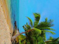 Tropical beach with Palm Trees Stock Footage