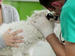 Veterinarian Examining Dog Stock Footage