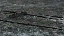 Caterpillar crawls across wooden surface Stock Footage