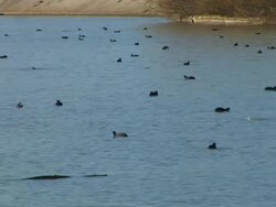 Wild ducks swimming in river Stock Footage