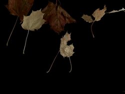 Autumn leaves falling against black background, Slow motion Stock Footage