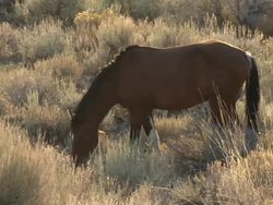 Wild mustang horses in Nevada News Clip