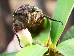 Cicada Stock Footage