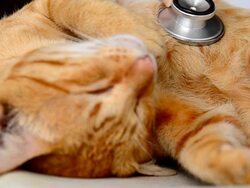 Cat sick Stock Footage