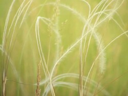 Feather Grass HD Stock Footage