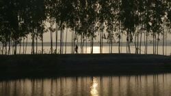 A man is silhouetted against the sunrise as he crosses a levee of bamboo on the shore of the River Jamuna in Bangladesh Stock Footage