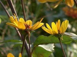Yellow flowers and bee Stock Footage