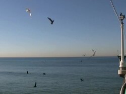 Pier Seagulls Stock Footage