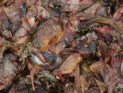 Carcass Stock Footage