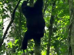 Medium hand-held tilt-down - A chimpanzee climbs down a tree trunk / Uganda Stock Footage