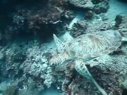MS TS Green turtle swimming of reef wall / Sipadan, Semporna, Tawau, Malaysia Stock Footage