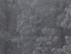 CU Shot of hoar frost on trees with fog drifts in winter storm / Colorado, United States Stock Footage