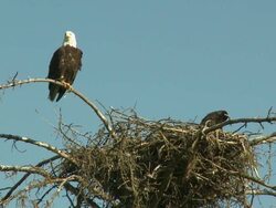 "Bald eagle and chick in next over Homer, Kenai Peninsula, Alaska." Stock Footage