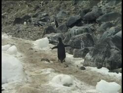 Adelie penguin (Pygoscelis adeliae) running up slope, Paulet Island, Antarctic Peninsula, Antarctica Stock Footage