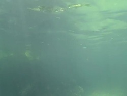 MS View of Young fish taking shelter in mangrove roots / Palau, Micronesia, Palau  Stock Footage