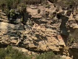 "Mid of ancient cliffside Chachapoya sarcophogi, bright sunshine, one has become the nest for a swarm of killer bees, Amazonas region of Peru [PerÃƒÂº]" Stock Footage