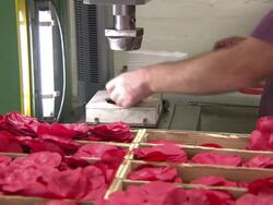 The Royal British Legion Poppy Factory News Clip