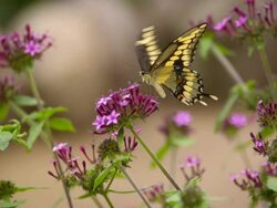 CU Shot of Eastern Tiger Swallowtail butterfly on atop purple flowers / Santa Barbara, California, United States Stock Footage