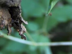 Red Ants nest Stock Footage