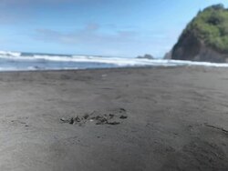 CU Shot of tiny sea crab moving in and out of hole carrying sand on black sand beach in Pololu Valley with ocean in distance / Waimea, Hawall, Big Island, United States  Stock Footage