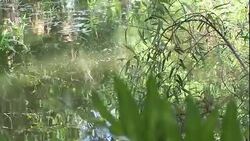 Lush vegetation frames a swamp. Stock Footage