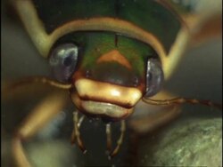 Great Diving Beetle (Dytiscus marginalis) underwater, England Stock Footage