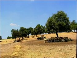 Sheep (Ovis aries) sheltering from sun under trees, near Cadiz, Andalucia, Southern Spain Stock Footage