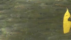 Young fish swim below mangrove swamps Stock Footage