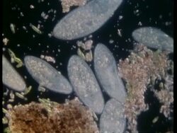 CU microscopic view of Paramecium and Euglena feeding Stock Footage