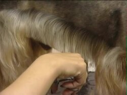 The dog beauty salon. Stock Footage