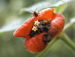 Hot Lips Plant (Psychotria poeppigiana) Stock Footage