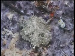 MS Octopus moving across reef,  Mabul, Borneo, Malaysia Stock Footage