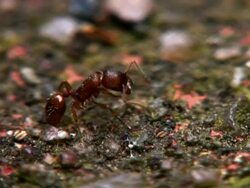 Ants Stock Footage