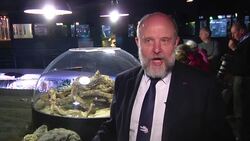 2 albino alligators go on show at their new home in the tropical aquarium of Paris Instructional Video