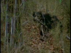 WA Sloth bear, Melursus ursinus, in jungle, Bandhavgarh National Park, India Stock Footage