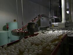 Eggs on conveyor belt. Stock Footage