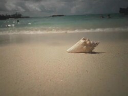 MS, Cayman Islands, Grand Cayman, Smiths Cove, Conch shell on beach Stock Footage
