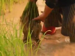 Rice seedlings Stock Footage