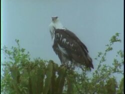 MS juvenile Palm nut vulture, Gypohierax angolensis, sitting on tree, preening, Uganda, Africa Stock Footage