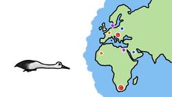 Birds that Hibernate in Lakes! Instructional Video