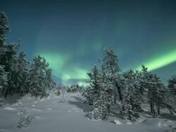MS PAN T/L View of aurora with frost covered trees on cold winter night / Yellowknife, Northwest Territories, Canada  Stock Footage