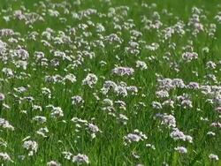 MS View of cuckoo flowers field / Kastel-Staadt, Rhineland-Palatinate, Germany Stock Footage