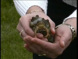 Three-headed frog  Stock Footage