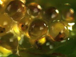 Extreme Close Up Slow Motion - Cluster of frog eggs, tadpoles inside can be seen moving around / Costa Rica Stock Footage