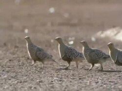Several Namaqua Sandgrouse (Pterocles namaqua), run through frame wide MS, Namaqualand, South Africa Stock Footage