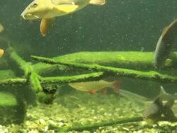 Freshwater Fishes Stock Footage