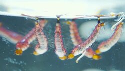 Elephant Mosquito Larvae (Toxorhynchites rutilus) Stock Footage