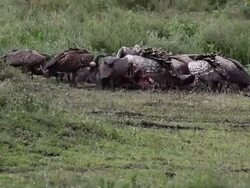 Vultures eating the carcass of a wildebeest Stock Footage